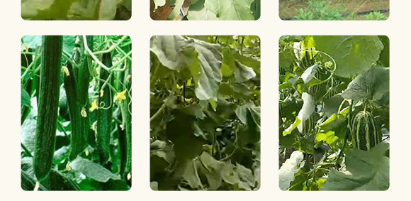 農用微生物菌劑(一號菌)-五道豐 農用微生物菌劑(一號菌)-五道豐