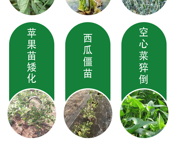 25ml綠葉先鋒-田園季豐-大豐肥業 25ml綠葉先鋒-田園季豐-大豐肥業