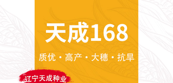 天成168-玉米種子-天成種業