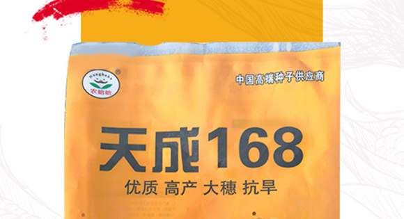 天成168-玉米種子-天成種業