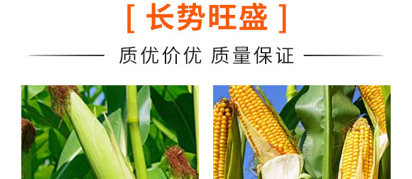 天成168-玉米種子-天成種業