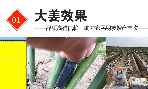 硝基復合肥16-8-21-九星惠農