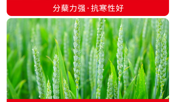 禾豐3號-小麥種子-商都種業