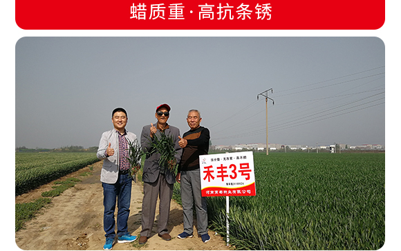 禾豐3號-小麥種子-商都種業