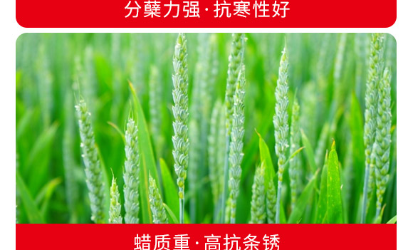 偃科048-小麥種-商都種業