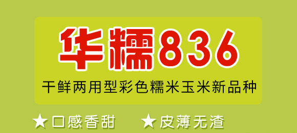 華糯836-玉米種子-華為種業
