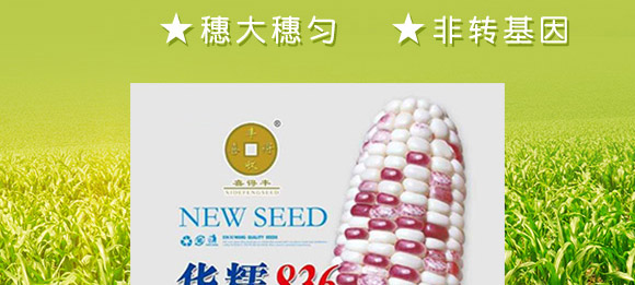 華糯836-玉米種子-華為種業