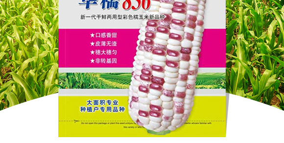 華糯836-玉米種子-華為種業