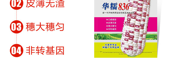 華糯836-玉米種子-華為種業