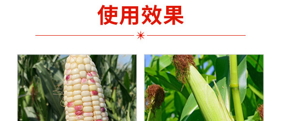 華糯836-玉米種子-華為種業