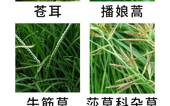 芐嘧·苯噻酰-草拳-長雙農藥