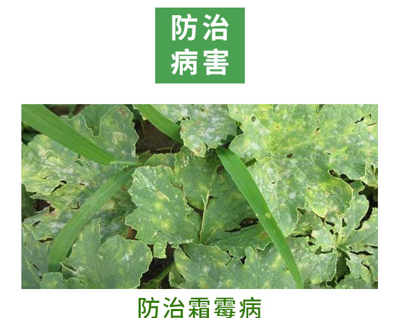 銀離子重茬根腐特抑劑-萬稼能-乾農 銀離子重茬根腐特抑劑-萬稼能-乾農