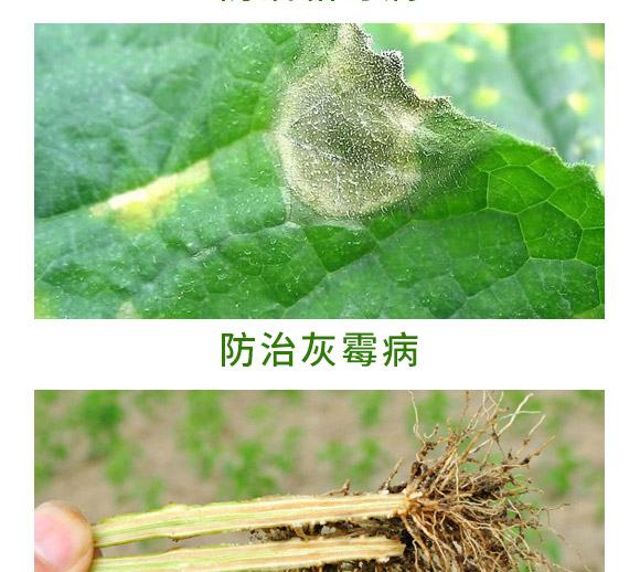 銀離子重茬根腐特抑劑-萬稼能-乾農 銀離子重茬根腐特抑劑-萬稼能-乾農