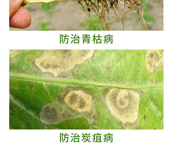銀離子重茬根腐特抑劑-萬稼能-乾農 銀離子重茬根腐特抑劑-萬稼能-乾農