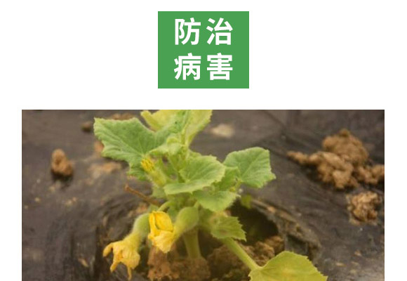 重茬根腐專用菌肥-萬稼能-乾農 重茬根腐專用菌肥-萬稼能-乾農