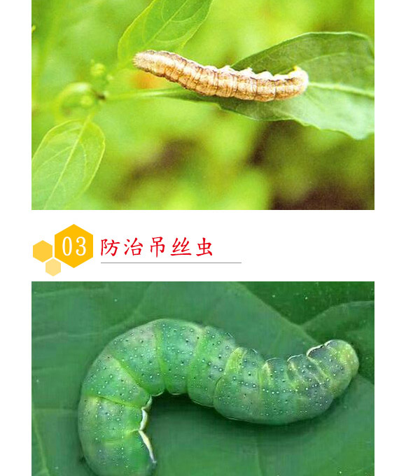 蘇云金桿菌懸浮劑-耕田人-潤倍生物