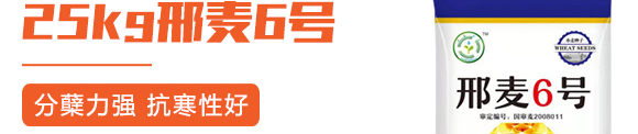 25kg邢麥6號-小麥種子-晨禾種業