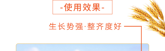 25kg邢麥6號-小麥種子-晨禾種業