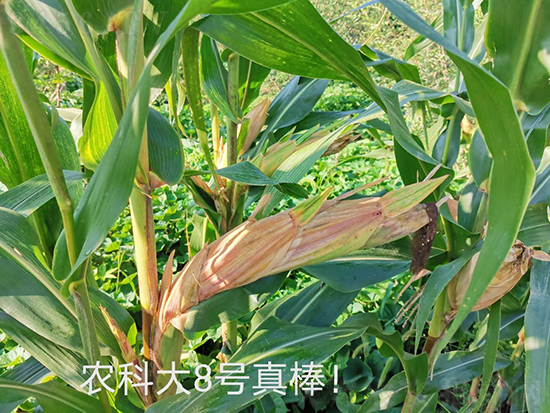 白芯農科大8號玉米種子-敦煌飛天-中亞農業 白芯農科大8號玉米種子-敦煌飛天-中亞農業