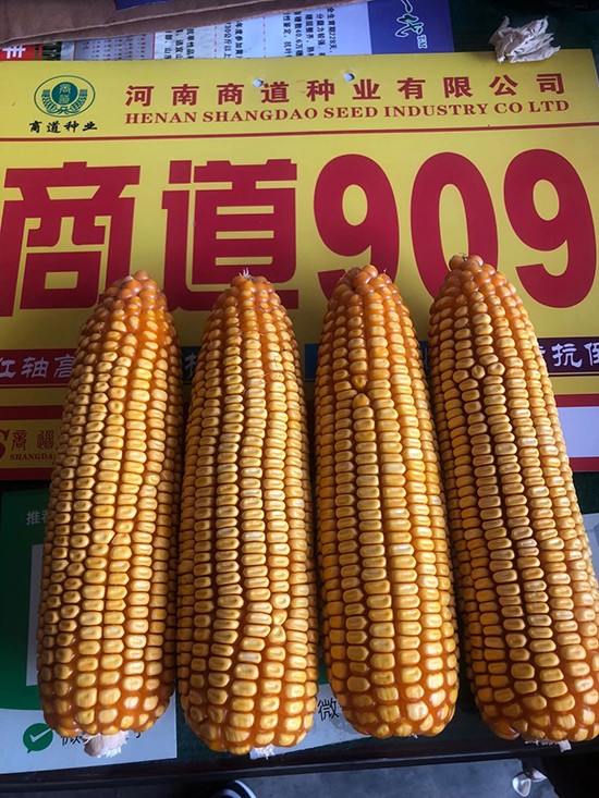 商道909玉米雜交種-小矮墩-商道種業