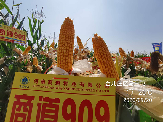 商道909玉米雜交種-小矮墩-商道種業