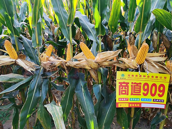 商道909玉米雜交種-小矮墩-商道種業