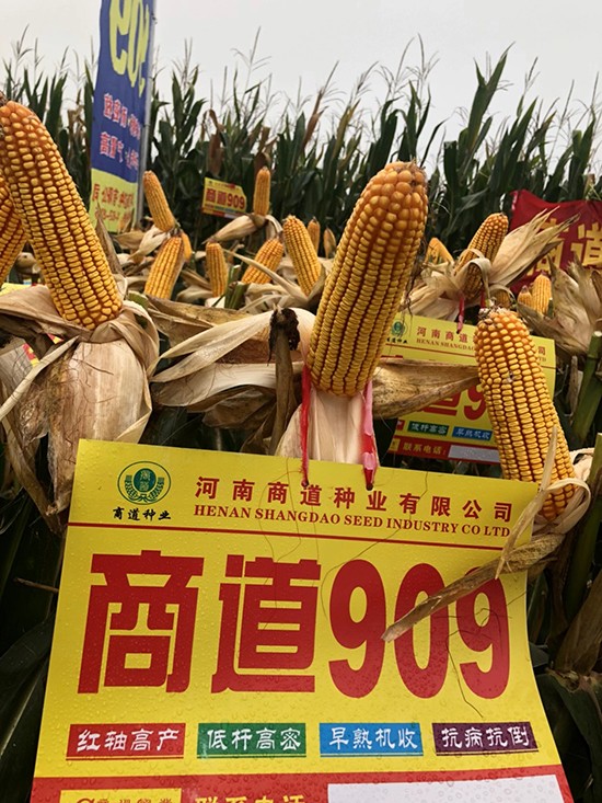 商道909玉米雜交種-小矮墩-商道種業