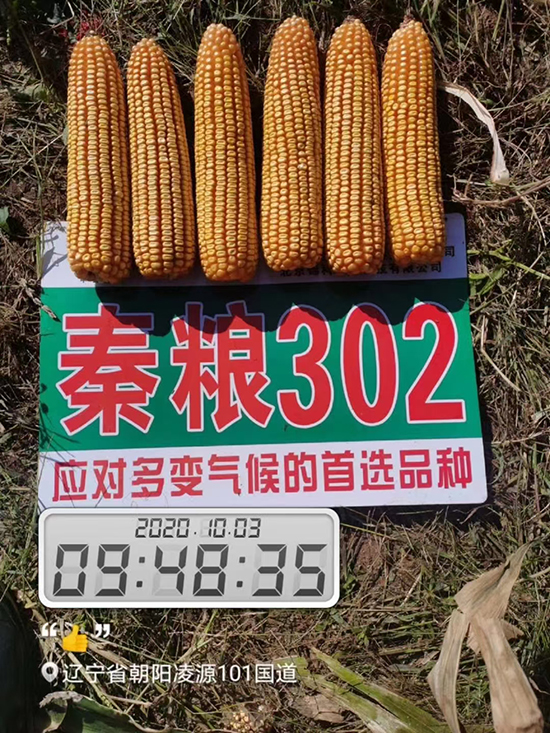 ؼZ302-׷N-r