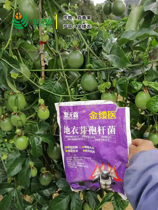 閲戠紩鍖誨湴琛h娊瀛㈡潌鑿?鑱氭棤闇?.jpg 閲戠紩鍖誨湴琛h娊瀛㈡潌鑿?鑱氭棤闇?.jpg