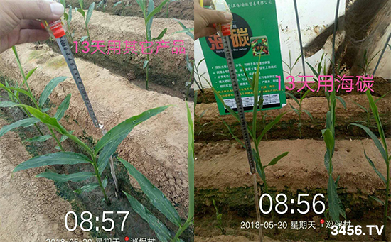 意大利帕沃尼—碳時代,補充碳能量