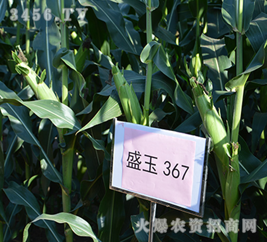 盛玉367（觀摩圖）-玉米種子-強盛種業