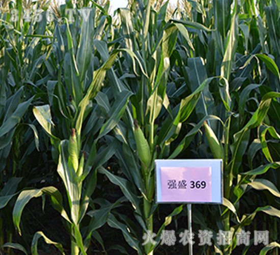強盛369（觀摩圖）-玉米種子-強盛種業