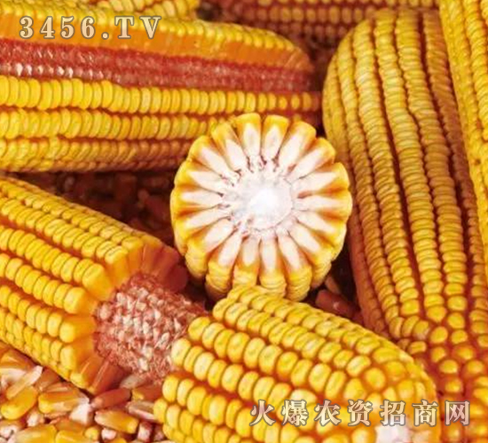 機玉7號-玉米-億佳和