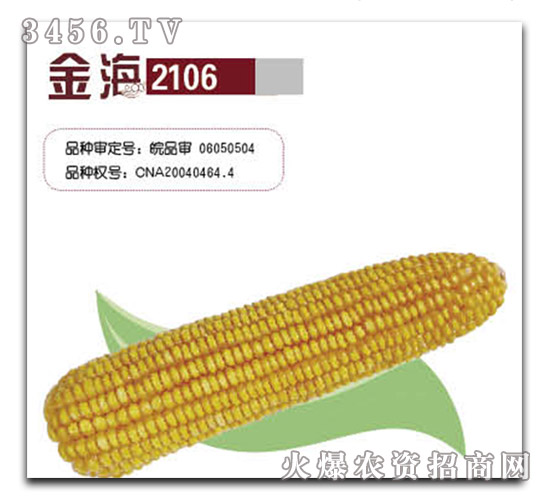 金海2106玉米種-金海種業