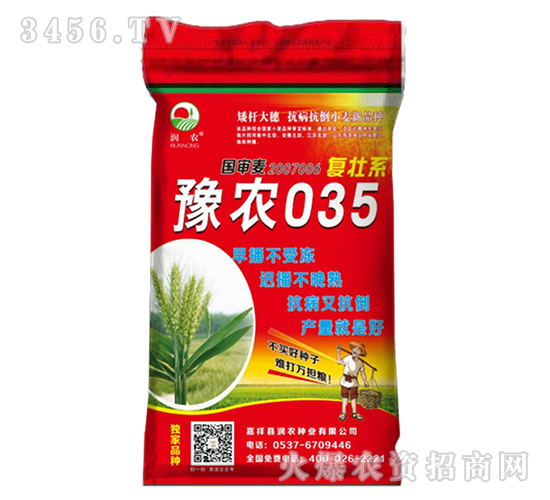 豫農035-小麥種子-晨禾種業