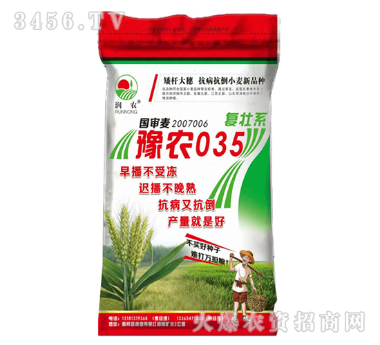 豫農035（復壯系）-小麥種子-晨禾種業