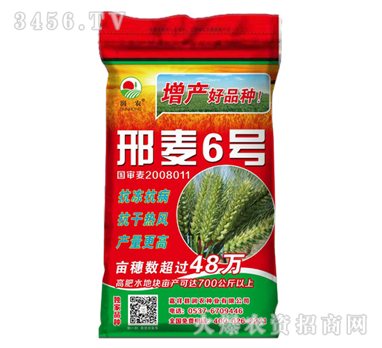 邢麥6號-小麥種子-晨禾種業