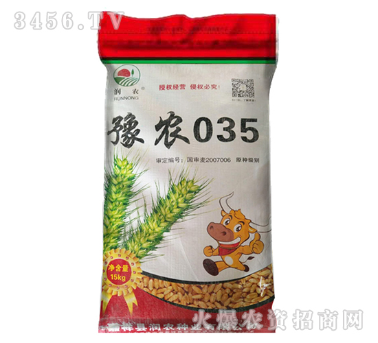 豫農035-原種小麥種子-晨禾種業