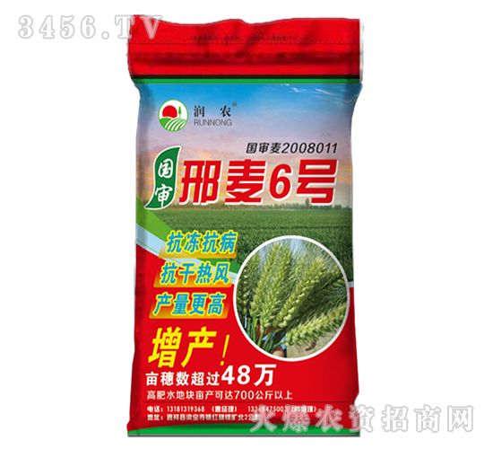 國審邢麥6號-小麥種子-晨禾種業