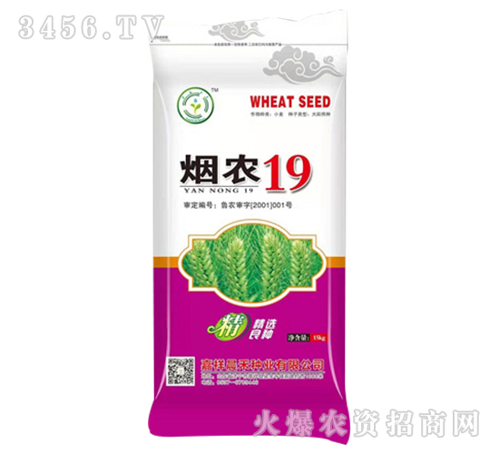 煙農19-小麥種子-晨禾種業