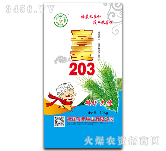 喜麥203-小麥種子-晨禾種業