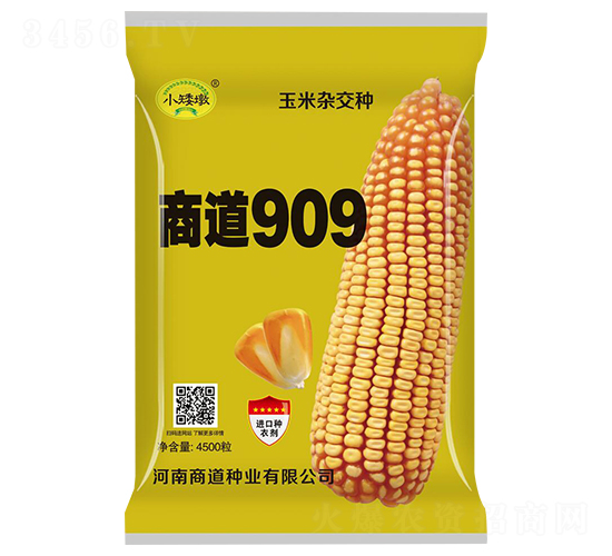 商道909玉米雜交種-小矮墩-商道種業