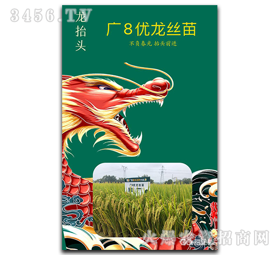 廣8優龍絲苗-龍抬頭-兆和種業