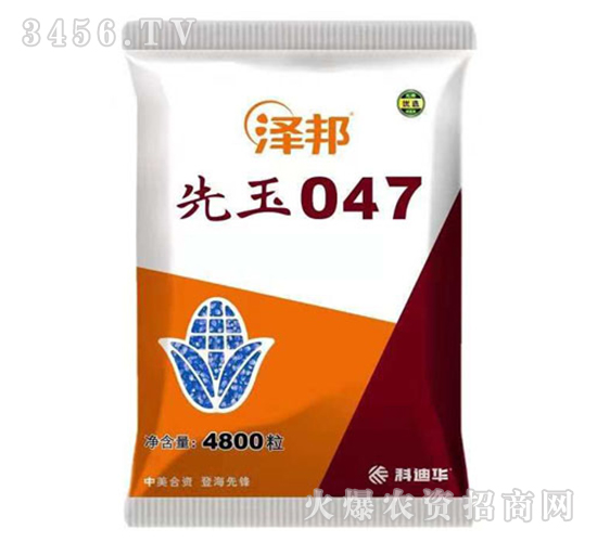 先玉047-澤邦-山西農資