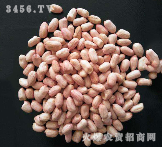 大良花生種子-盛農種業