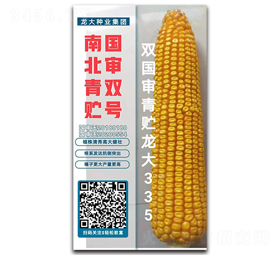 雙國審青貯龍大335-玉米種子-龍大種業