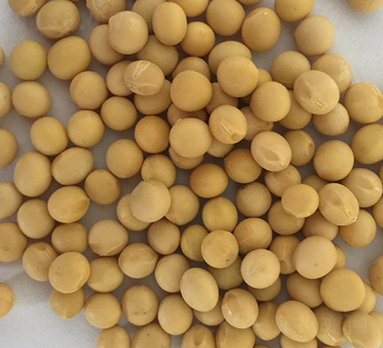 東豆29號(hào)-大豆種子-東亞