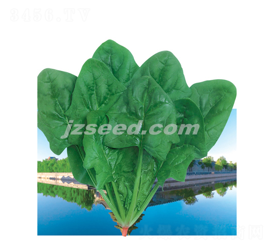 超能菠菜-菠菜種子-現代種業
