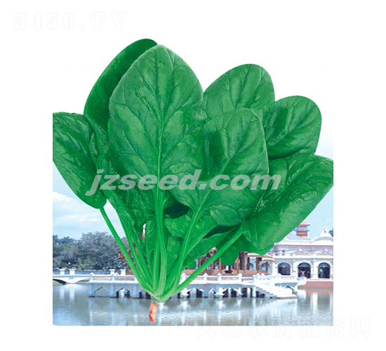 大力神菠菜-菠菜種子-現代種業