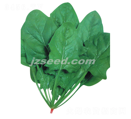 富士法蓮草-菠菜種子-現代種業